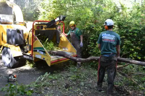 tree services Carpinteria